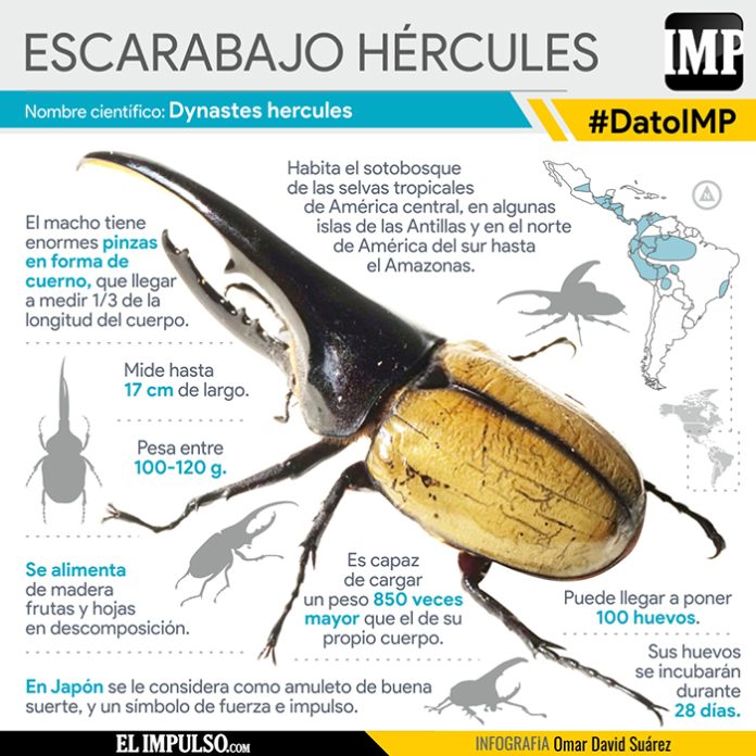 caracteriscas del bicho